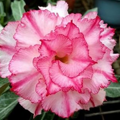 10 Thai White Pink Adenium Obesum (Desert Rose) Seeds Fresh Flower New Seeds (Original Thai Seeds)