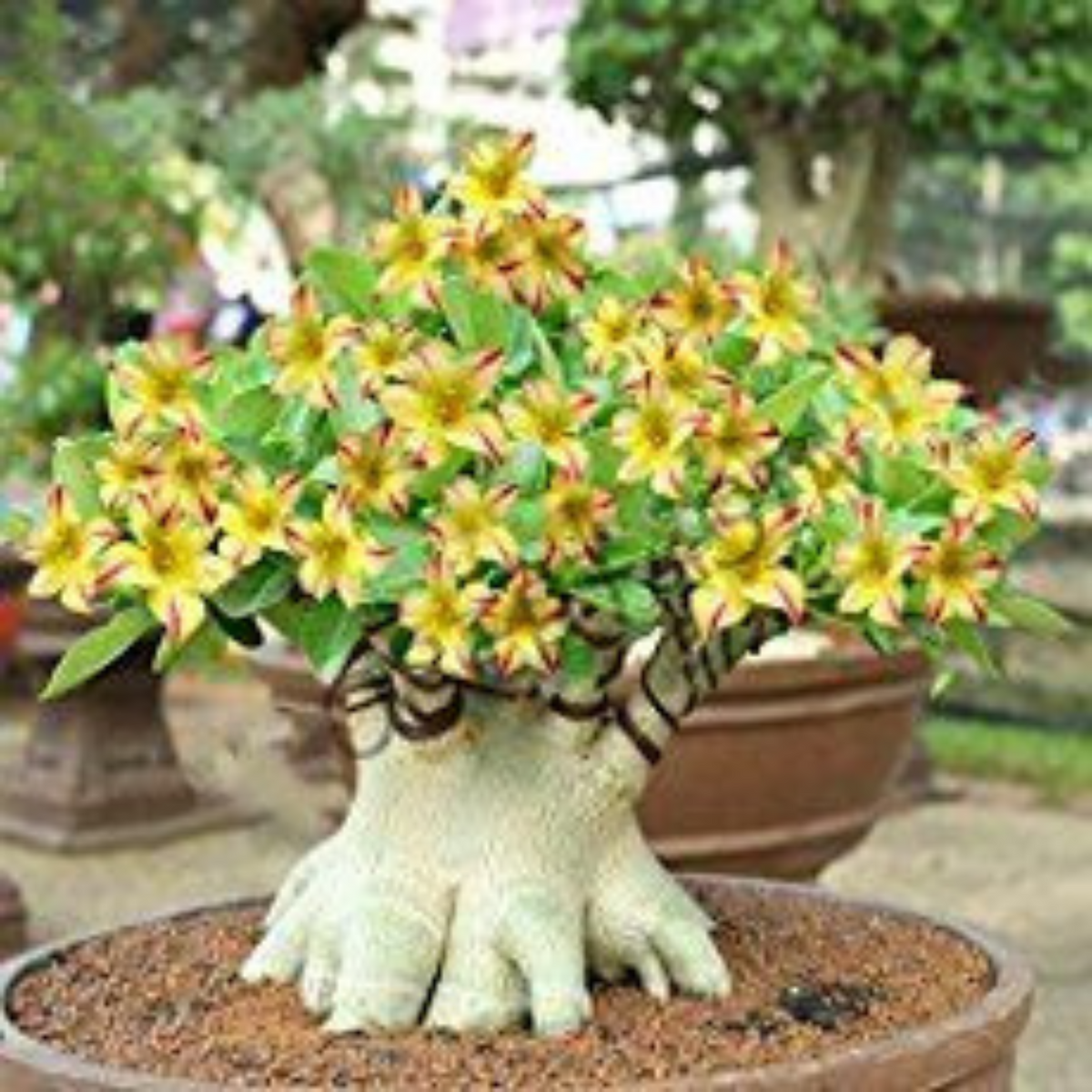 10 Thai Yellow Sky Adenium obesum Double layer (Desert Rose) Bonsai Seeds Fresh Flower New Seeds (Original Thai Seeds)