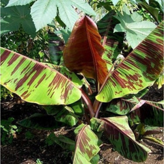 10 Variegated Red Tiger Darjeeling Banana Tree Seeds (Musa sikkimensis)