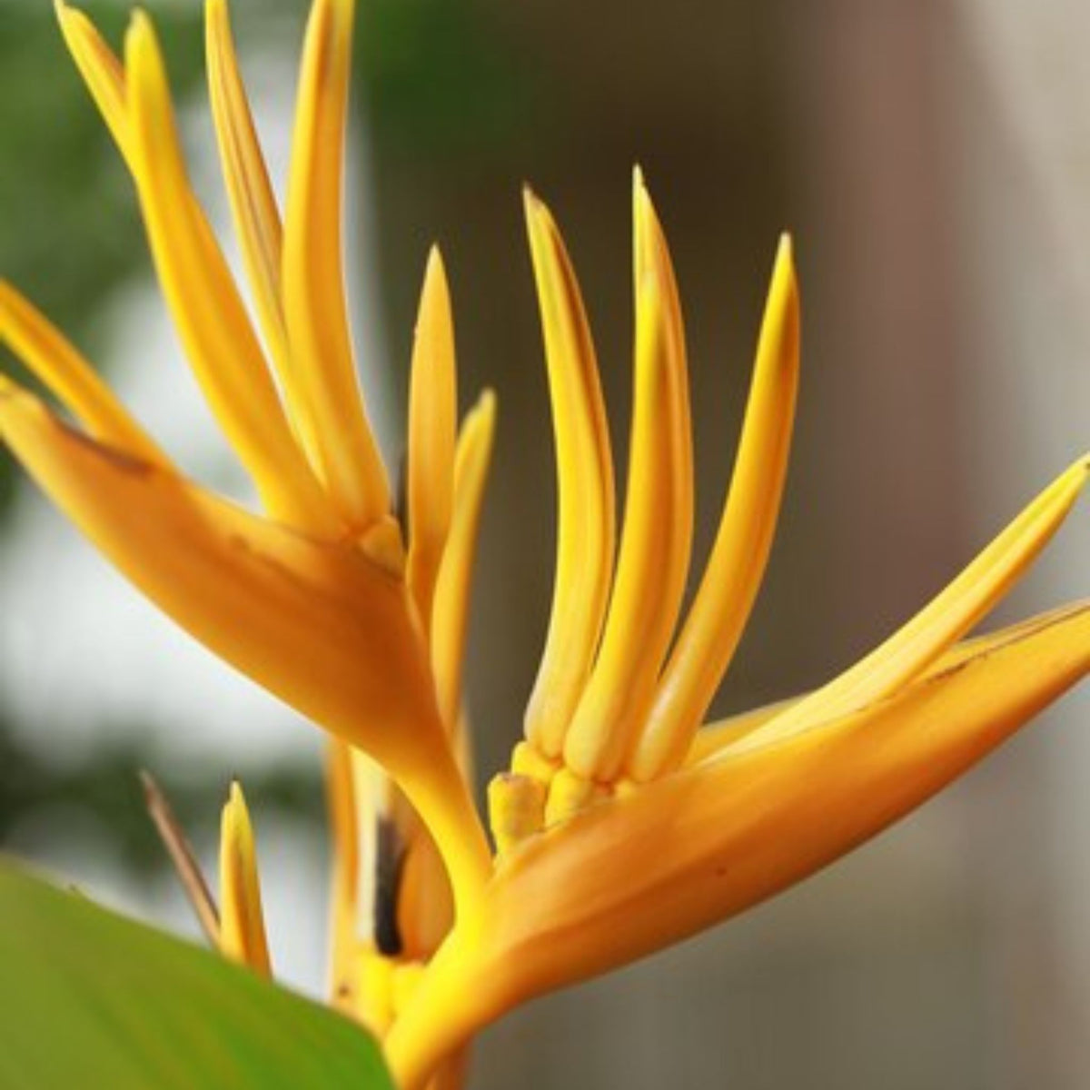 10 Yellow Bird of Paradise Flower Seeds. Strelitzia reginae, crane flower, ornamental plant Seeds (Asia Flower)