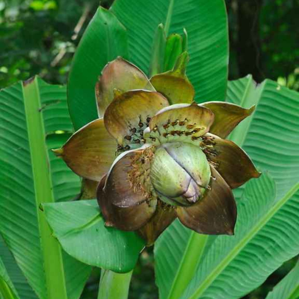 10 Yellow Musa superba Roxb Banana Seeds (Ensete superbum)