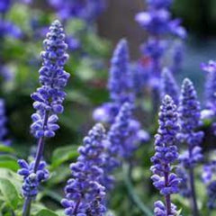 100  Blue Sage Flower Seeds (Plant Flower)