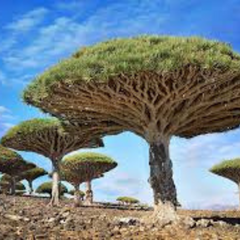 10 Dragon Blood Tree (Dracaena Draco) Exotic Canary Island Palm Bonsai