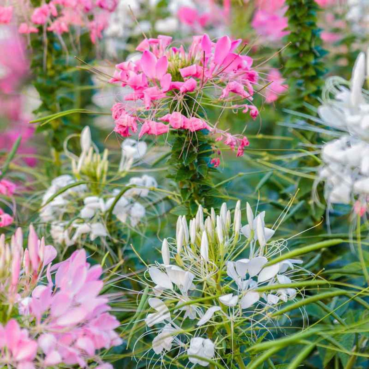 100  Cleome Flower Spider Plant Mixed Colors Seeds (Flower Plants)