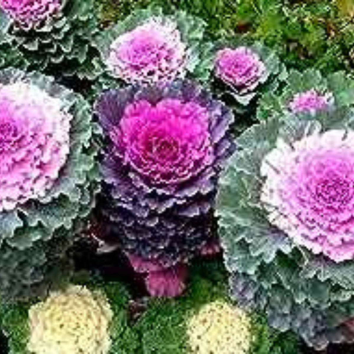 100  Decorative Pule, Assorted Colors Osaka Series Mix Ornamental Cabbage Heirloom Seeds (Vegetable) Non Gmo