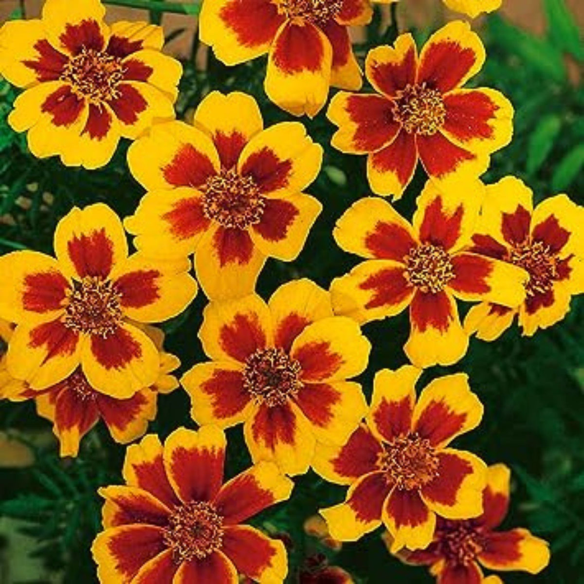 100  Marietta French Marigold Seeds (Flower Plants)