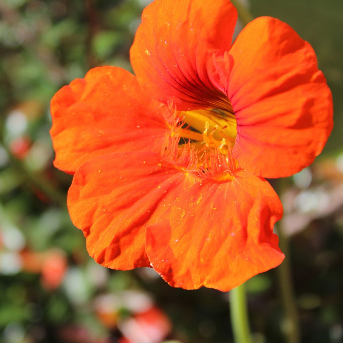 100  Nasturtium Red Empress of India Nasturtium Seeds (Flower Plants)