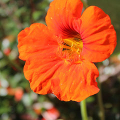 100  Nasturtium Red Empress of India Nasturtium Seeds (Flower Plants)