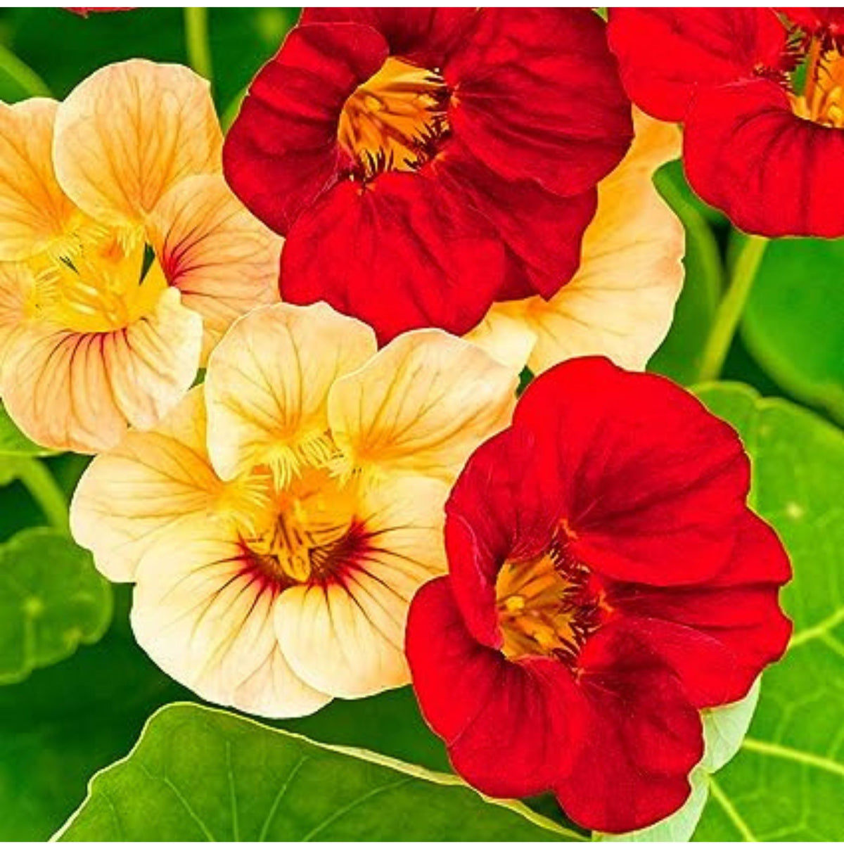 100  Nasturtium flowers, assorted colors Jewel Mixed Nasturtium Seeds (Flower Plants)