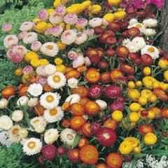 100  Paper Flowers Mixed Strawflower Seeds (Flower Plants)