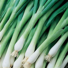 100 4 Seasons Chinese Green Onion Vegetables Condiment Flower Potted Planting Home Garden Seeds