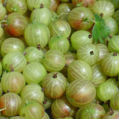 100 American Gooseberry Seeds Lantern Fruit