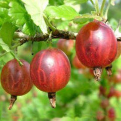 100 American Gooseberry Seeds