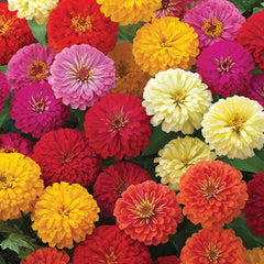 100 American Zinnia, Mixed Colors Flower Seeds (Flower Plants)