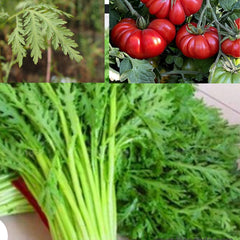 100 Artemisia Organic Green Vegetable Planting Heirloom Seeds (Vegetable Potted Plants)