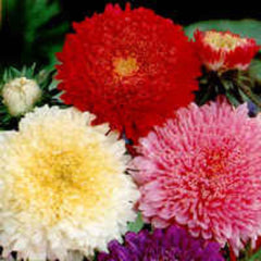 100 Aster Powder Puff Aster Flower Mix Seeds (Flower Plants)