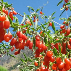 100 bag Goji Berry Wolfberry seeds