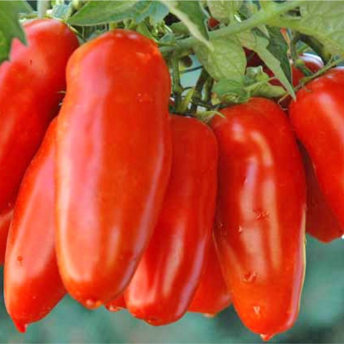 100 Bananas Hot Tomato Bonsai Heirloom Seeds (Vegetable Potted Plants)