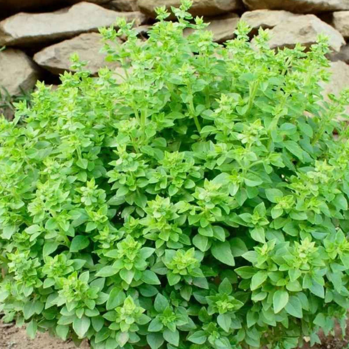 100 Basil Organic Vegetable Planting Potted Home Garden Supplies Seeds