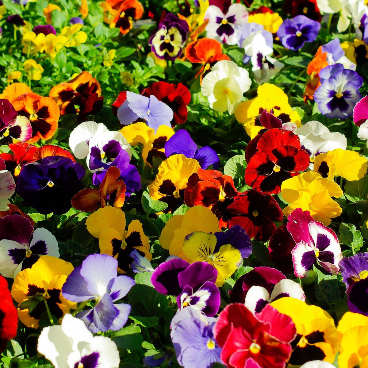 100 Beautiful Pansy Flower Mix Color Wavy Viola Tricolor Potted Diy Home Garden Decoration