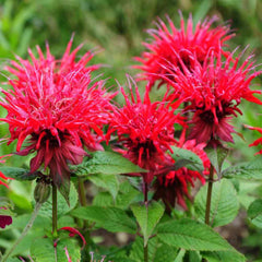 100 Bee Balm Seeds (Flower Garden Plants)