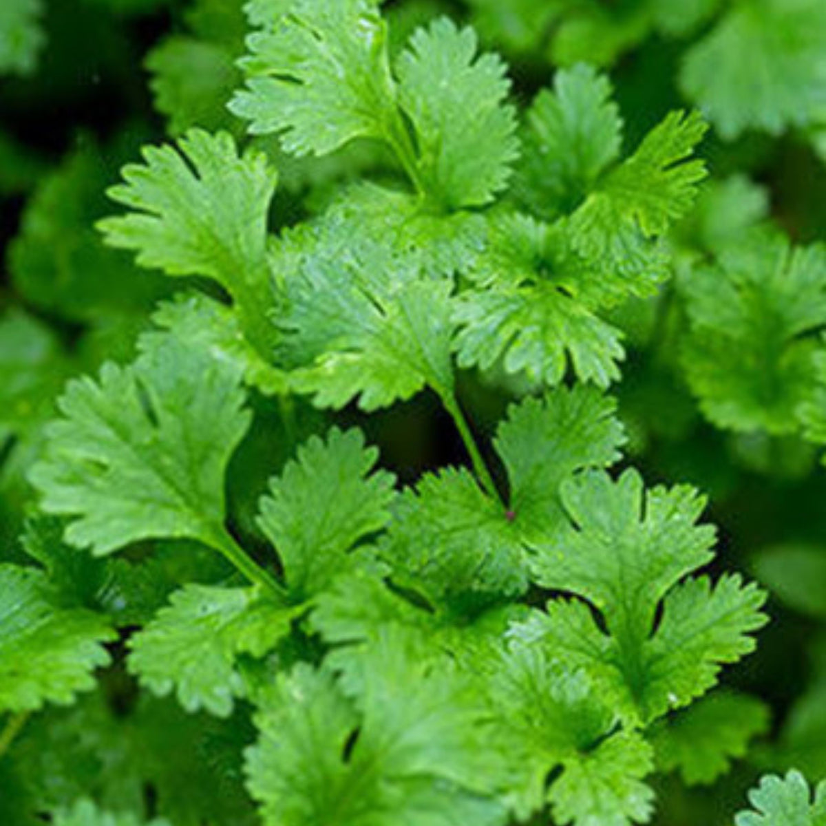 100 Big Leaf Coriander Heirloom Seeds (Vegetable Potted Plants)