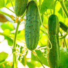 100 Cucumber Plant Heirloom Seeds (Vegetable Potted Plants)