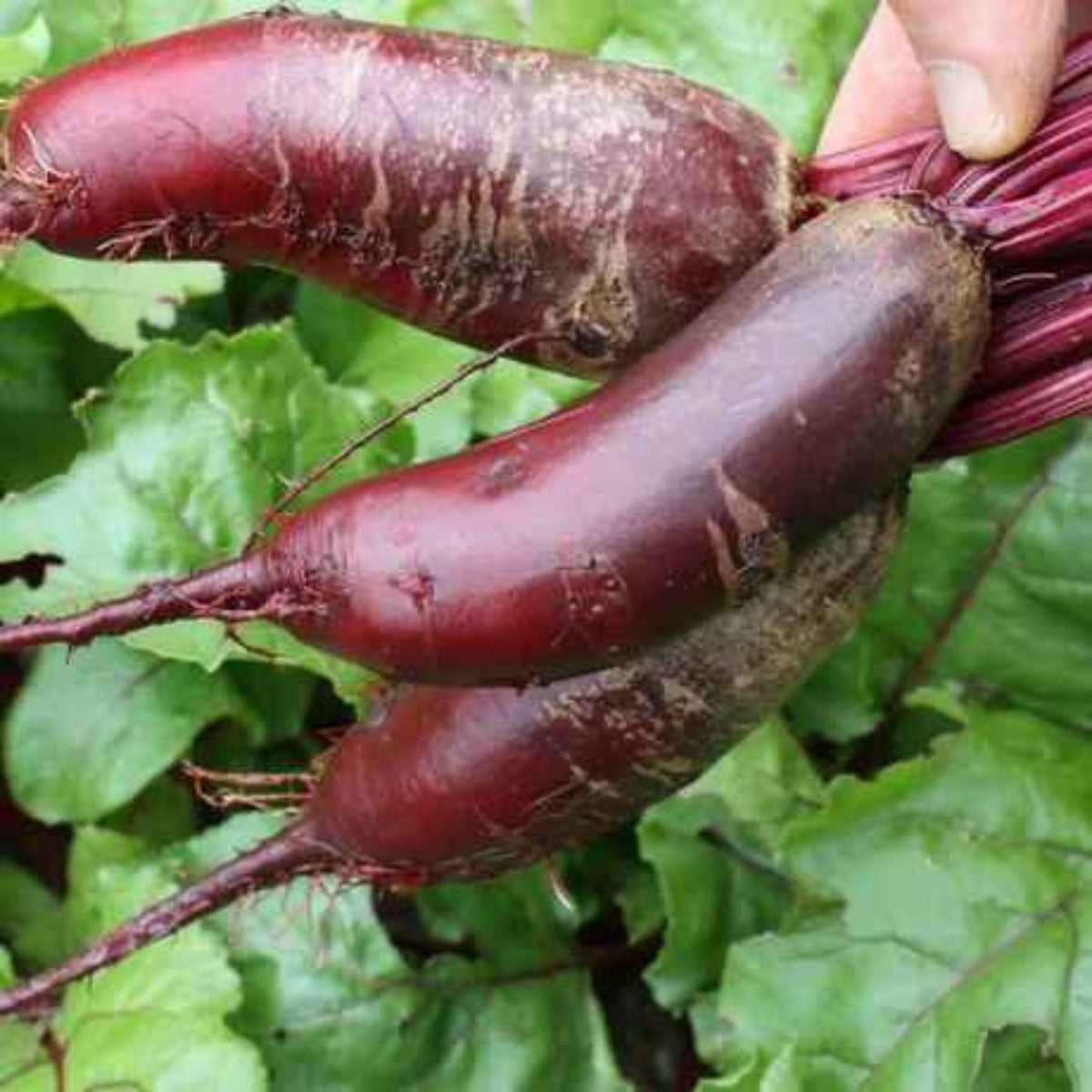 100 Cylindra Beet Head Organic Heirloom Seeds (Vegetable) Non Gmo