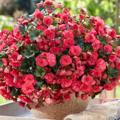 100 Double Red Candy Impatiens Balsamina Balsam Camelia Flower Wildflower Seeds Touch Me Not