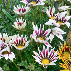 100 Flowers Gazania Stock Semilla Chinese Chrysanthemum Flower Potted Home Garden Decoration Seeds