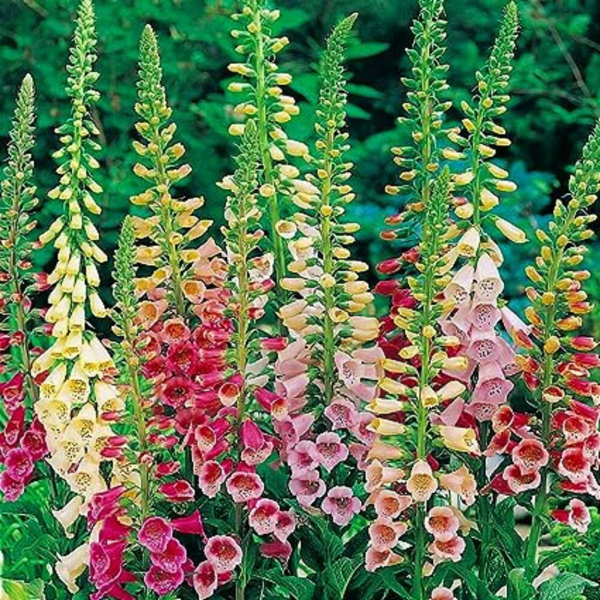 100 Foxglove assorted colors Flower Seeds (Flower Plants)