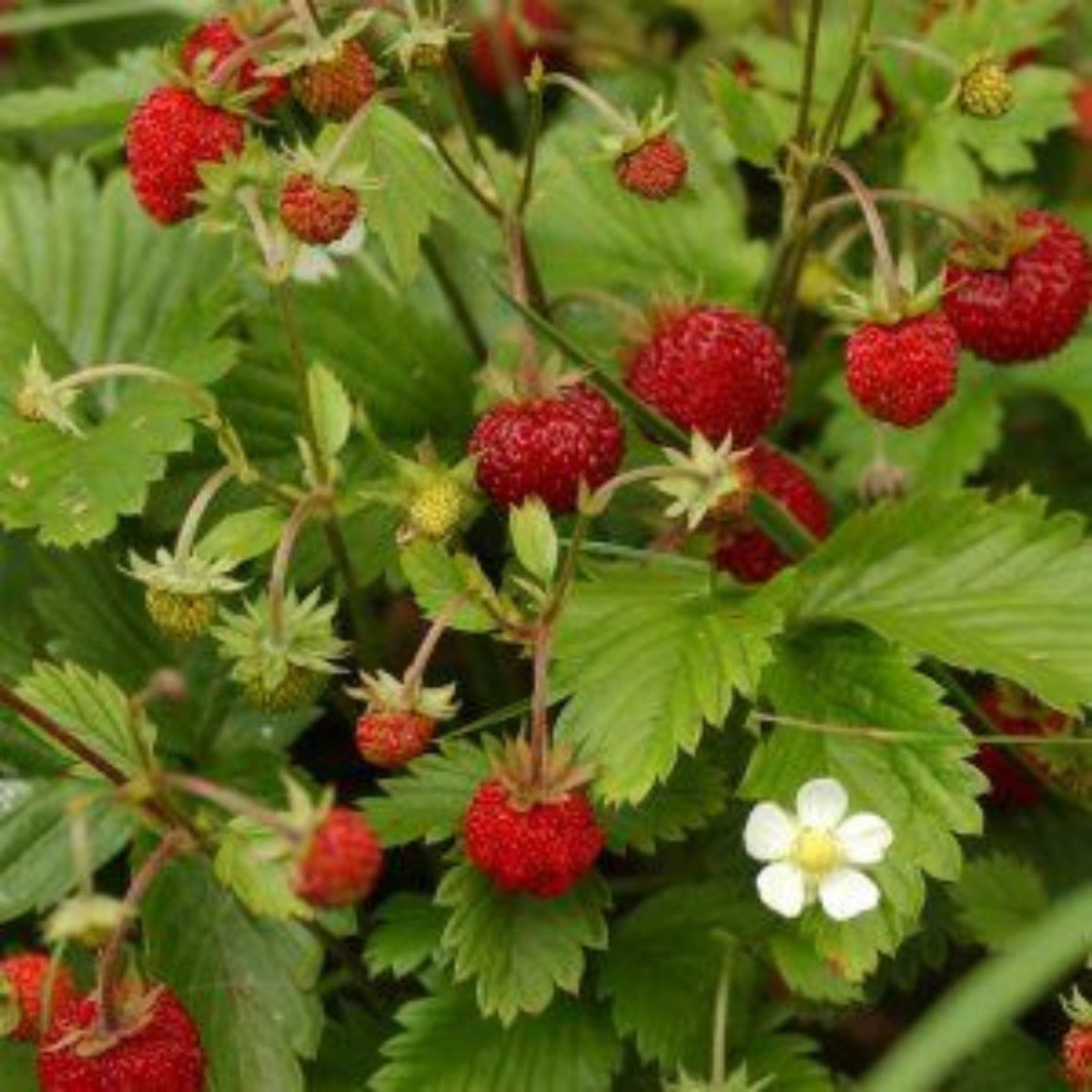 100 Fragaria Vesca Strawberry Homegrown Edible Garden Fruit Organic Sweet Non-GMO Berry Seeds