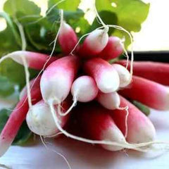 100 French Breakfast Radish Organic Heirloom Seeds (Vegetable) Non Gmo