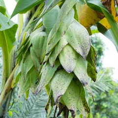 10 Elephant Banana, Ensete Glaucum or Musa Glauca Roxb Seeds