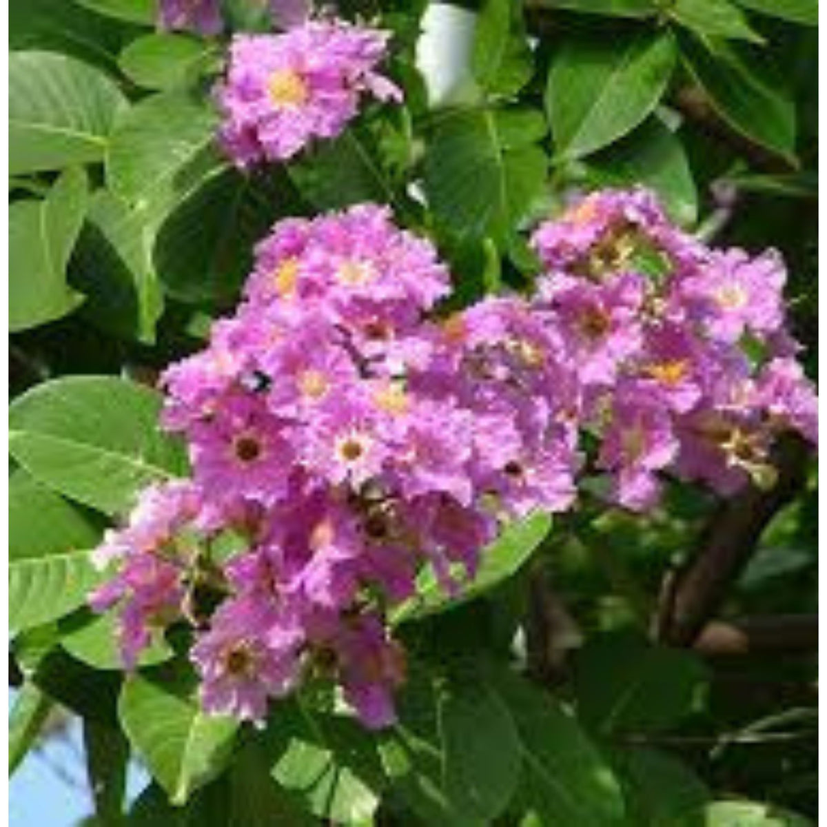 100 Bungor Lagerstroemia floribunda Jack ex Blume Seeds