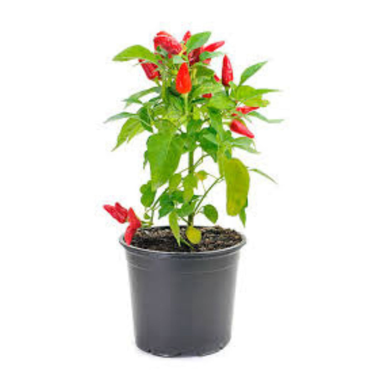 100 Chilli Ghost Pepper Heirloom Seeds (Vegetable Potted Plants)