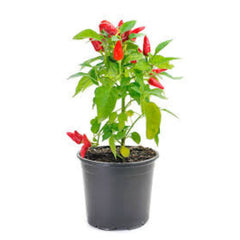 100 Chilli Ghost Pepper Heirloom Seeds (Vegetable Potted Plants)