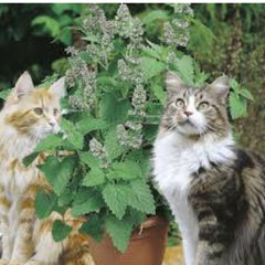 100 Catmint Catnip Seeds Nepeta Cataria Citriodora