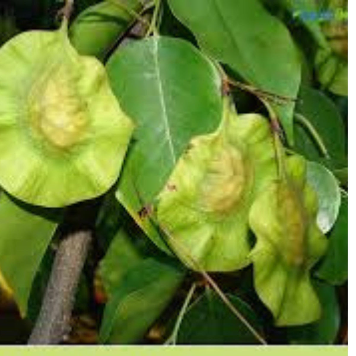 100 Burma padauk Pterocarpus macrocarpus Kurz. Burmese Rosewood, Anda