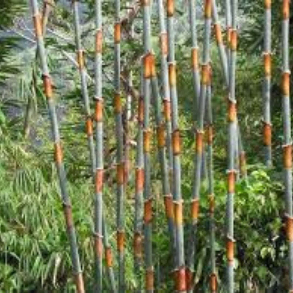 100 Cephalostachyum pergracile Bamboo Seeds s