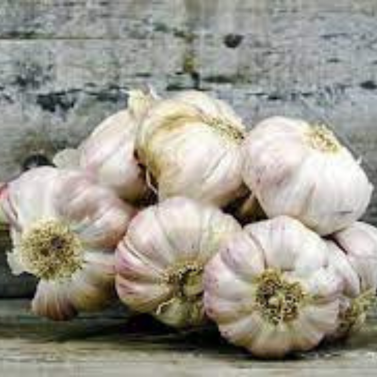 10 Bulbs Lyubasha Winter Garlic Bulbs (Organic Vegetable) Non-GMO Heirloom Seeds