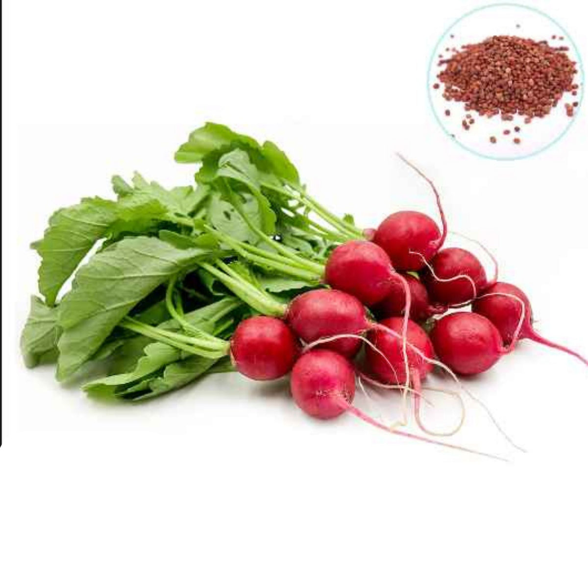 100 Cherry Radish Bonsai Organic Balcony Potted Plant Growing Heirloom Seeds (Vegetable Potted Plants)