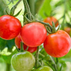 100 Cherry Tomato Flores Balcony Organic Fruits Vegetables Plantas Bonsai Potted Plant Red Seeds