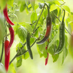 100 Chili Flores Cayenne Pepper Plants Delicious Seeds (Garden Plants)