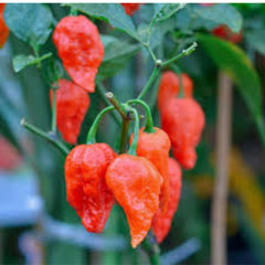 100 Chili Hot Peter Pepper Heirloom Seeds (Vegetable Potted Plants)