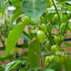 100 Chili Ghost Pepper Heirloom Seeds (Vegetable Potted Plants)