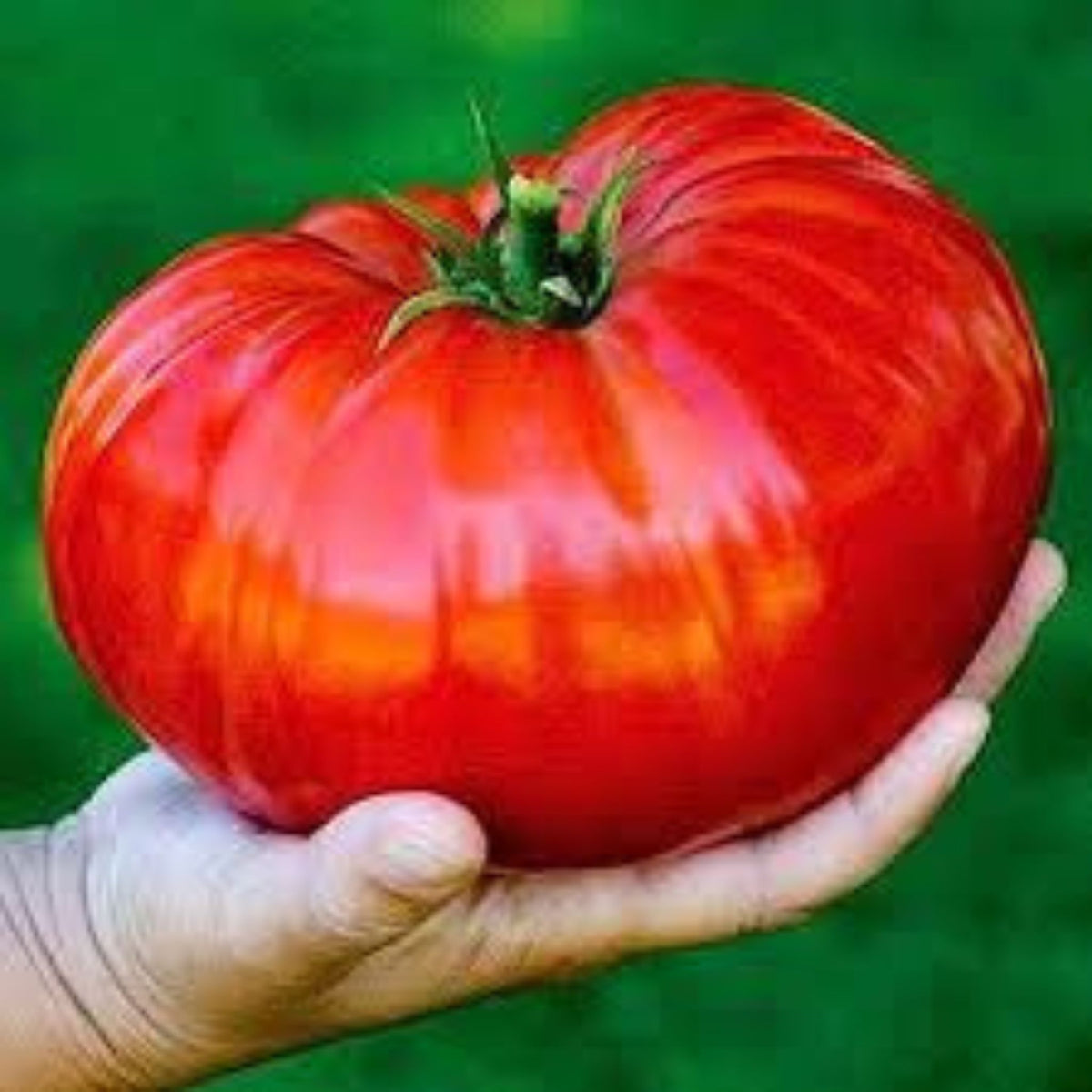 100 Chinese Gaint Organic Tomato Big Healthy Vegetable Home Garden Planting Rate Seeds