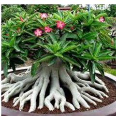 10 Thai Socotranum Aenium Obesum 4 (Desert Rose) Bonsai Seeds Fresh Flower New Seeds (Original Thai Seeds)