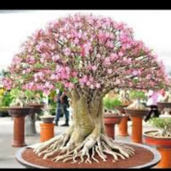 10 Thai Sky Adenium obesum Double layer (Desert Rose) Bonsai Seeds Fresh Flower New Seeds (Original Thai Seeds)