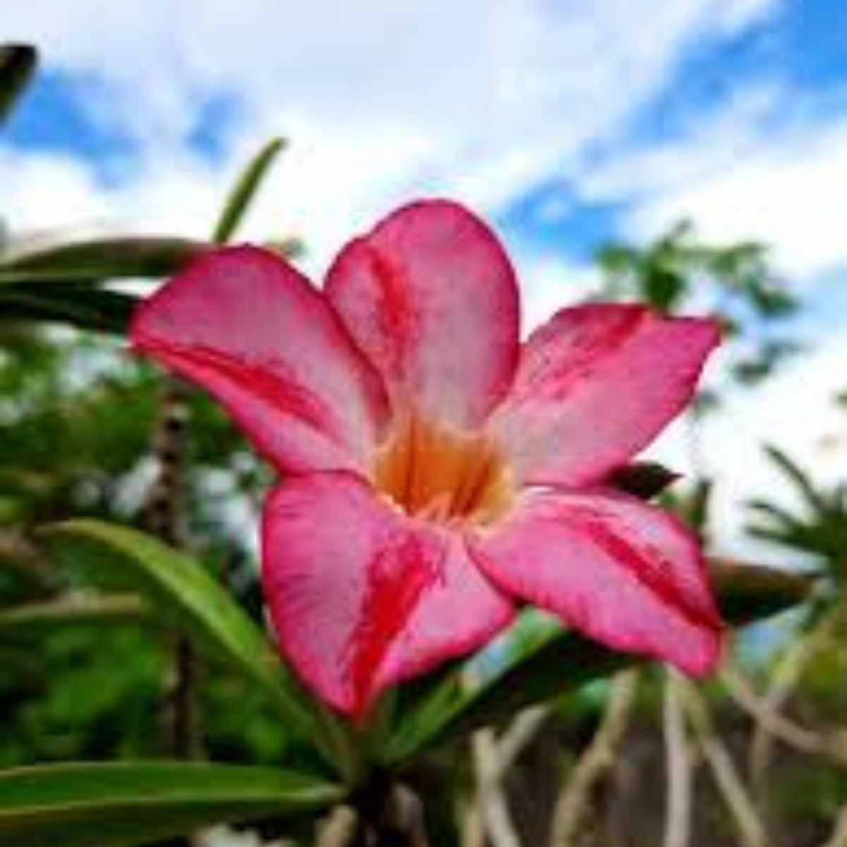 10 Thai Red Sky Adenium Obesum (Desert Rose) Seeds Fresh Flower New Seeds (Original Thai Seeds)